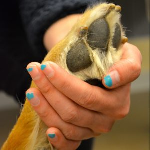 Dr. Binfet: Anxious about Returning to Campus? Therapy Dogs Can Help