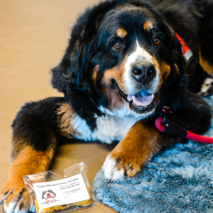 Bacon Pumpkin Dog Cookies Recipe