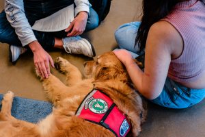 Dr Binfet: How Therapy Dogs Can Support Neurodiverse College Students